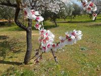 Tal der Tempel in Agrigent (Mandelblüte)