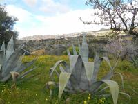 Tal der Tempel in Agrigent