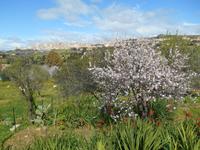 Tal der Tempel in Agrigent (Mandelblüte)