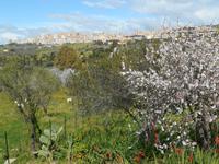 Tal der Tempel in Agrigent (Mandelblüte)