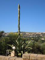 Tal der Tempel in Agrigent