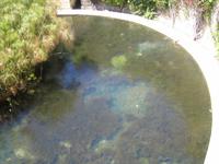 114. An der Arethusa-Quelle - Sizilien 10-17.5.15