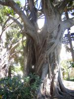 118. Oase an der Arethusa-Quelle - Sizilien 10-17.5.15