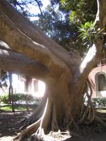 120. Baum in der Oase - Sizilien 10-17.5.15