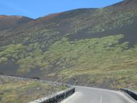 16. Pflanzen an der Straße zum  Ätna - 10-17.5.15