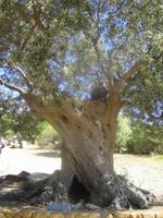 171. Ältester Olivenbaum Italiens am Eingang zum Tal der Tempel - Sizilien 10-17.5.15