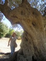 172. Der Baum ist riesengroß - Sizilien 10-17.5.15