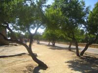 185. Agrigento - Sizilien 10-17.5.15