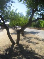 186. Agrigento - Sizilien 10-17.5.15