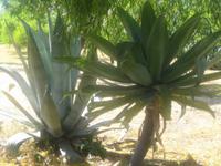 189. Agrigento - Sizilien 10-17.5.15