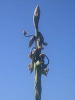 191. Agavenblüten - Sizilien 10-17.5.15