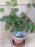 221. Die rästelhaften Wasserflaschen in den Blumentöpfen im Ort - Sizilien 10-17.5.15