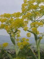 321. Wilde Pflanzen beim Agriturismo in Gelso - Sizilien 10-17.5.15