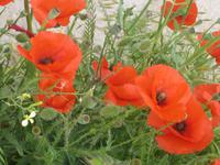 322. Der Mohn blüht - Sizilien 10-17.5.15