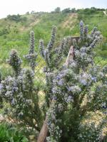 327. Würzige Landschaft - Sizilien 10-17.5.15