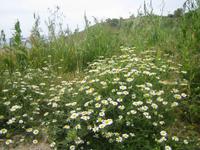 331. Saftige Wiesen für die Schafe - Sizilien 10-17.5.15