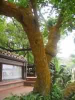 332. Am Agriturismo - Sizilien 10-17.5.15