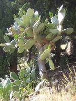 57. Kaktus im Botanischen Garten - Sizilien 10-17.5.15