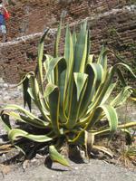 58. Agave im Botoanischen Garten - Sizilien 10-17.5.15