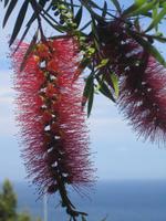 6. Zierpflanze mit Blick aufs Meer - Sizilien 10-17.5.15