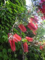 7. Zierpflanze - Sizilien 10-17.5.15