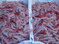 79. Catania Fischmarkt - Sizilien 10-17.5.15