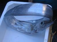 80. Ringfisch - Sizilien 10-17.5.15