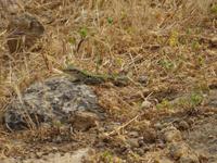 Eidechse im Tal der Tempel