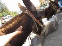 kurze Streicheleinheiten