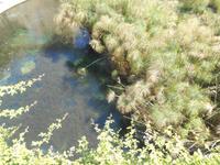 Syrakus (Altstadt Ortigia - Arethusa-Quelle)