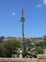 Tal der Tempel in Agrigent