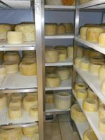 Rundgang in Sant´ Angelo Muxaro (Besuch der Käserei)