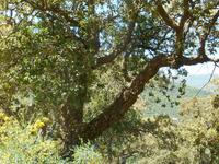 Fahrt durch das Madonie-Gebirge (Korkeichen)