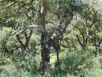 Fahrt durch das Madonie-Gebirge (Korkeichen)