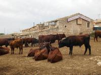 Donnafugata (Modica-Kühe)