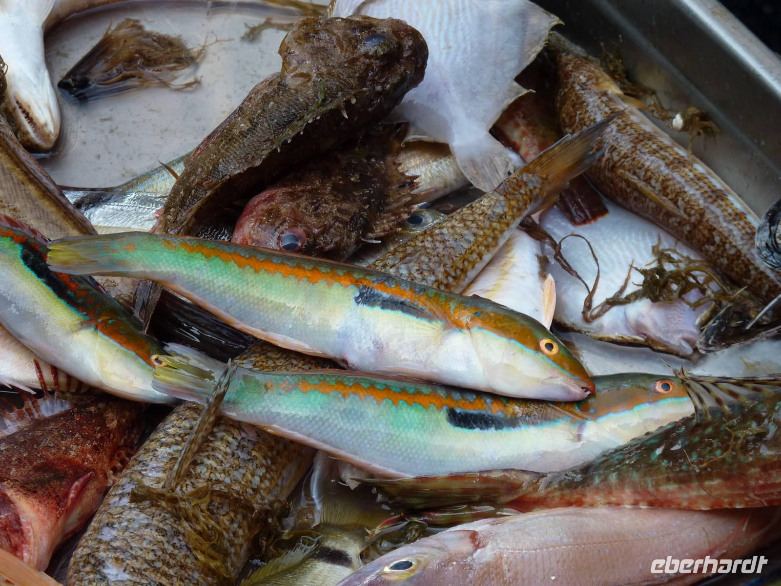 Fischmarkt La pescheria