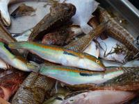 Fischmarkt La pescheria