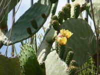 Opuntia ficus-indica