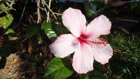 Hibiskus