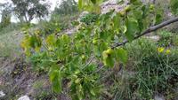 Altes Obst im Aggriturismo im Madoniengebirge