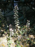 Arcantusblüte