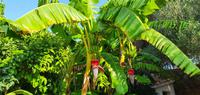 Bananenblüten und Früchte