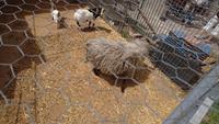 Besondere Ziegen im Agriturismo Borgo San Nicolao