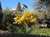 Botanischer Garten in Taormina (Mimosen-Baum)