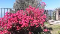Bunte Blumenvielfalt gibt es auch auf Lipari