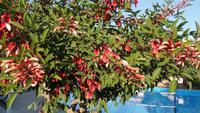 Campofelice, Hotel Fiesta Athenee - Korallenbaum