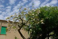 Cefalu_Kapokbaum