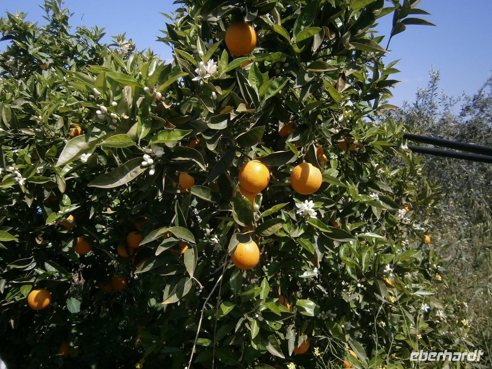 Citrus-Plantage 
