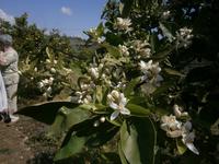 Citrus-Plantage 