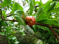 Granatapfel